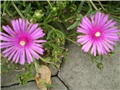 delosperma